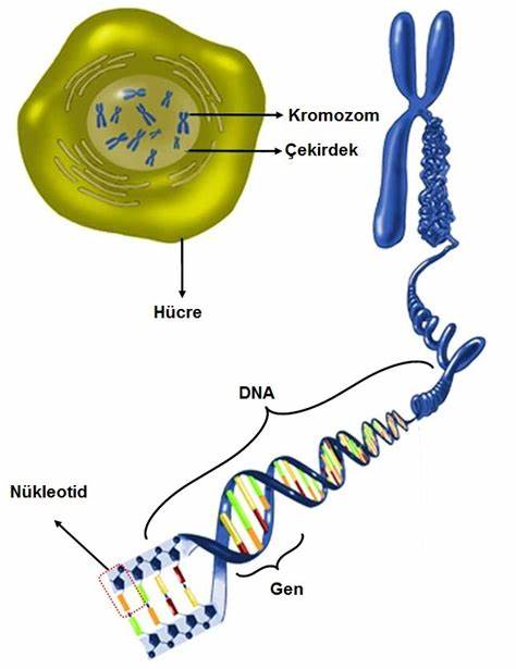 本文全面解析了八年级生物课中DNA和遗传密码的基本概念、结构及其遗传机制,帮助学生深化理解基因科学基础,提升学习效果。内容涵盖DNA的结构与功能,基因的作用,遗传密码的重要性以及相关的科学测试和学习资源推荐。
