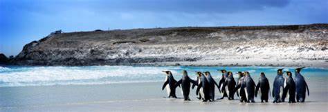 探索福克兰群岛2024年最精彩的旅游活动和必做体验,深入了解这片神秘南大西洋群岛的自然奇观、历史遗迹和独特文化。本文为旅行者提供全面的行程推荐和实用旅行指南,助您规划难忘的福克兰之旅。
