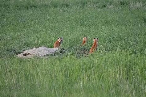 通过深入探讨二十世纪具有代表性的历史影像,展现照片如何成为解读过去、揭示社会变迁和文化演进的重要窗口,揭开那些背后蕴藏的故事与意义。
