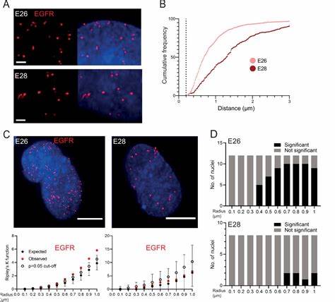 深入解析胶质母细胞瘤中染色体外DNA(ecDNA)如何促进癌基因演化,揭示其在肿瘤异质性、治疗抵抗以及疾病进程中的关键作用,助力精准医学与未来治疗策略研发。
