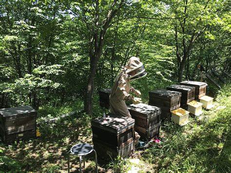 探讨福岛核事故区域内昆虫认知能力的科学研究,分析放射性污染对蜜蜂和大黄蜂等授粉昆虫的潜在影响,以及自动化认知测试技术的创新应用和生态环境的深远意义。
