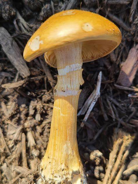 深入剖析封闭生态圈用户为何选择坚守,探讨便利性、设备互联、云端服务等关键因素对用户决定的影响,揭示现代数字生活中选择封闭平台的内在逻辑与未来趋势。
