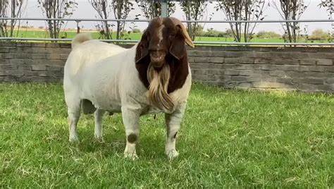 GOAT平台作为一个领先的数字游戏资源交易市场,通过创新的安全验证和优质的用户体验,正在深刻改变游戏玩家的资源获取方式和数字资产交易环境。本文全面解析GOAT平台的功能特点、安全机制及其在游戏行业的影响。
