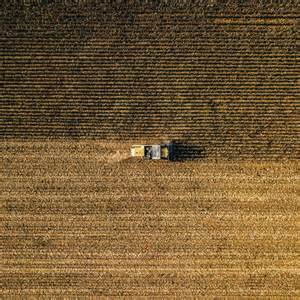 解析小麦市场周一开盘表现,结合全球供应变化及美国农业数据,全面洞悉小麦价格走势及未来趋势。提供权威数据支持,助力农户和投资者把握市场脉络。
