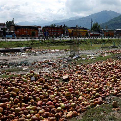 克什米尔是印度主要的苹果产区,苹果产业支撑着当地数百万人的生计。然而,近期香港发生的暴雨和山体滑坡导致交通中断,使大量苹果无法及时运往市场,造成严重损失,影响了整个地区的经济发展。

