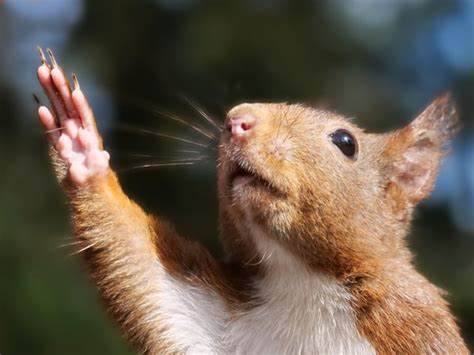 欧亚赤松鼠的早晨:巧克力扣子伸手够早餐的故事
