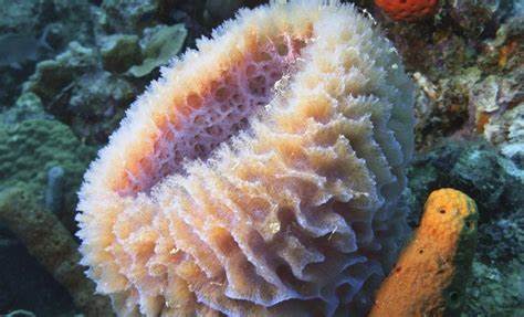 地球上最早的动物可能是海绵:化石分子揭示远古生命的新线索
