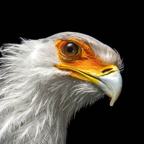 秘书鸟,学名Sagittarius serpentarius,是非洲草原上一种独特的猛禽。因其俊朗的外形和独特的捕猎方式而被广泛关注。本文详细介绍秘书鸟的生存习性、形态特征、捕食技巧、繁殖行为以及保护现状,带你深入了解这种草原巨鸟的生态故事。
