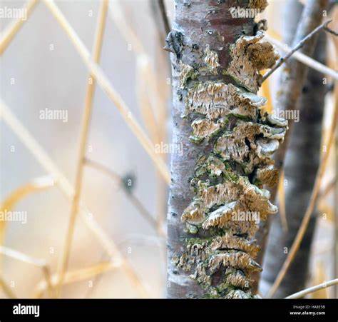 入侵物种刺槐因其强大的扩散能力给生态环境带来严重威胁,最新研究发现生长在病死刺槐上的真菌可能成为控制其蔓延的有效生物手段,推动生态恢复和环境保护。
