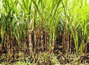 探讨"tubo"一词在不同语境中的多重含义,涵盖其作为甘蔗、管道及利润的用法及文化背景,助您全面理解该词汇在日常生活和经济领域的重要性。
