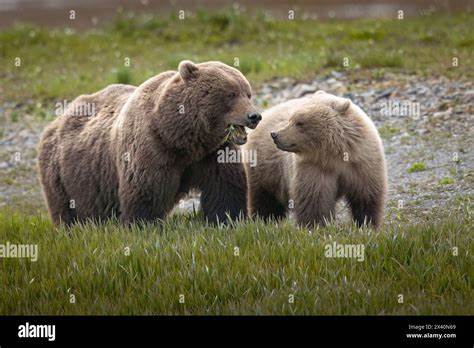 深入解析Bear Blog Discovery Feed的运作机制及其对内容创作者和读者的独特价值,探索如何利用这一平台提升博客曝光率,增强用户互动,打造个性化的内容体验。
