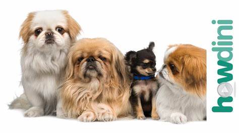 随着越来越多的人倾向于在城市中养宠物,小型犬因其便携性和适应性受到广泛欢迎。本文深入探讨小型犬的优缺点,介绍不同小型犬品种的特点,并提供科学挑选小型犬幼崽的实用建议,帮助爱犬人士找到合适的伴侣。
