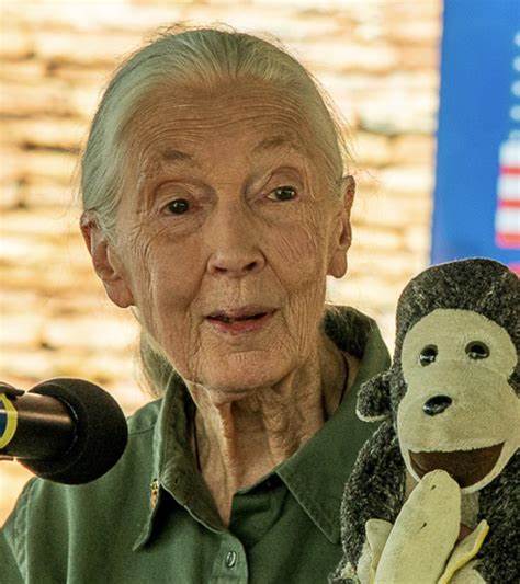 回顾简·古道尔从贡贝丛林到全球讲台的非凡人生,她如何以细致观察改写人类与黑猩猩的关系,推动动物保护与环境教育,并留下跨世代的科学与道德遗产
