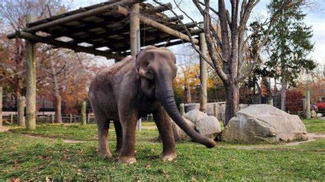 密尔沃基郡动物园宣布年迈非洲草原象鲁思在工作人员陪伴下被人道安乐死,文章回顾鲁思的园区生活、说明安乐死与现场处置程序,探讨圈养大象的寿命与护理挑战、群体社交反应与哀悼机制,以及卫生检验与未来保护与教育的启示
