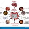 科学家揭示肠易激综合征的致病机制:UZ Leuven的突破性发现
