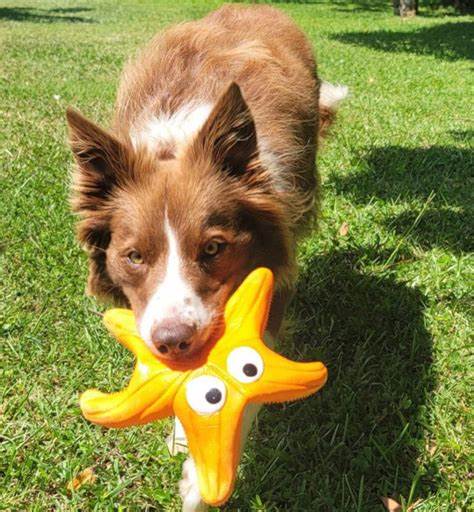 研究发现,部分狗狗不仅能记住玩具名称,还能根据玩具的功能将其分类,这一能力源于自然游戏过程,而非刻意训练。探讨这一发现背后的认知机制及其对犬类智力理解的重要意义。
