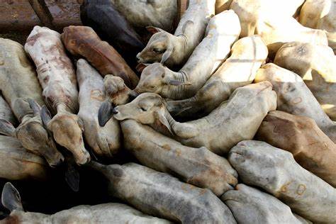 绿和平披露JBS可能间接采购来自巴西亚马孙原住民保护区的牛只,事件牵扯到跨境供应链透明度、畜牧业监管漏洞与土著权利保护,关注贸易协定与监管法规在遏制森林砍伐与侵犯人权方面的作用
