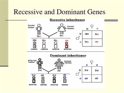 基于斯坦福大学最新研究,通过对果蝇基因抗农药性动态追踪,解析传统显性与隐性基因理论的局限,揭示基因优势反转现象如何帮助遗传多样性得以维持,为理解物种在不断变化环境中的适应机理提供新视角。
