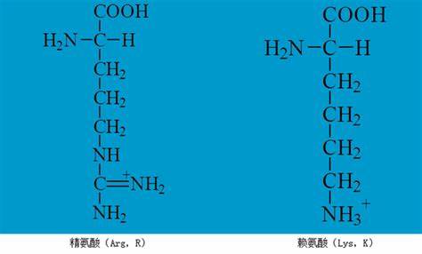 围绕磷酸化、泛素化、酰化、甲基化和糖基化等常见蛋白翻译后修饰,系统讲解如何基于氨基酸性质设计功能失活或模拟突变,结合实验策略与注意事项,帮助研究者高效定位与验证修饰位点
