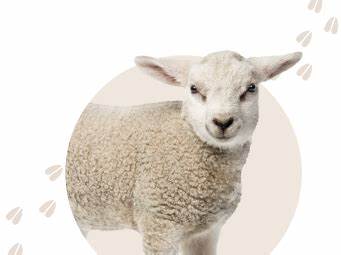 探索Schapenwolproducten旗下Woolville.nl的优质羊毛制品,涵盖可持续生产、本地制造以及客户服务优势,助您了解如何选购和使用高品质羊毛制品。
