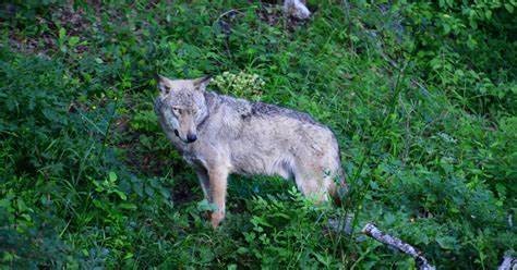 A battle is unfolding in Europe over the future of wolves
