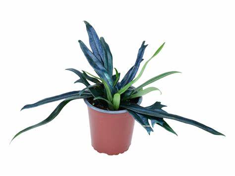 Microsorum thailandicum是一种来自泰国的珍稀蕨类植物,以其独特的金属蓝色叶片光泽吸引了众多植物爱好者。通过深入了解其生长环境、养护方式以及独特的生态习性,帮助爱好者更好地欣赏和照顾这种自然界的奇珍异宝。
