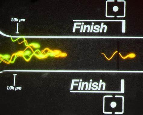 解析精子竞速在科技圈流行的原因与影响,探讨男性生育力衰退的科学证据、环境与生活方式因素、检测试验与保健建议,以及这种以竞赛化、商品化方式对待生育健康的伦理和社会问题。
