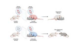 探讨观察同伴攻击行为时攻击性会如何在群体中扩散,解析其心理与神经机制,结合现实场景与网络环境提出预防与干预策略,适合教育者、企业管理者和家长参考

