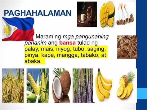 菲律宾作为农业大国,拥有丰富的农作物资源,如玉米、椰子、甘蔗、香蕉、凤梨和咖啡。这些作物不仅是国家经济的重要支柱,也是人民日常生活不可或缺的部分。本文深入探讨这些农作物的种植特点、经济价值及其在菲律宾文化和社会中的影响。
