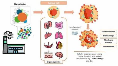 Assessing the Impact of Nanoplastics in Biological Systems