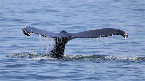 Kraken完成5亿美元融资并传出拟定2026年IPO计划的同时,链上数据显示15个地址两日内从多家交易所合计提走40.6万枚ETH,价值约16亿美元;以太坊联合创始人Jeffrey Wilcke向Kraken转入约1,500枚ETH,引发对资金流向、市场信号与监管与上市前景的多重解读。
