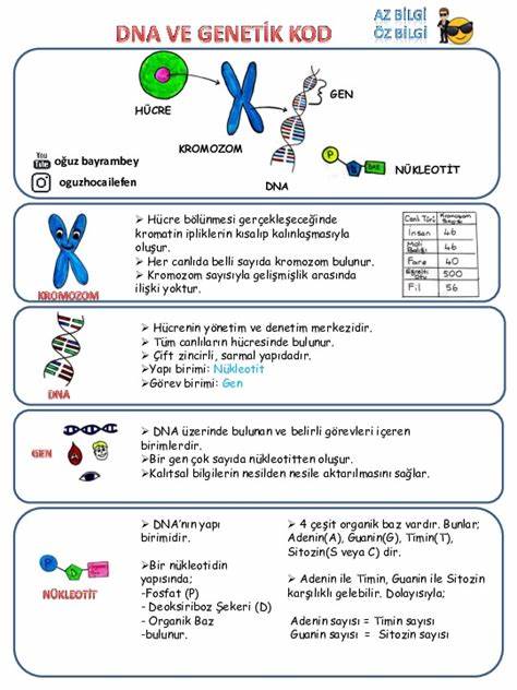 详细解读DNA及其遗传密码在生命科学中的重要作用,适合八年级学生理解遗传学基础,帮助掌握基因表达和遗传信息传递的核心原理。文章涵盖DNA结构、功能及其在遗传中的应用,助力科学学习和考试备考。
