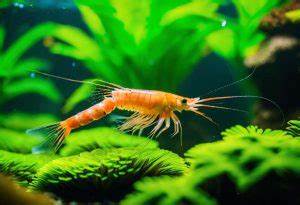 详尽探讨如何在水族箱环境中实现鱼类与虾类的和平共存,包括选种、环境布置及日常管理,助力爱好者打造稳定健康的水族生态系统。
