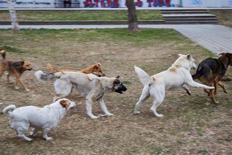 Feral Knowledge: A philosopher of animals gets mauled by a dog