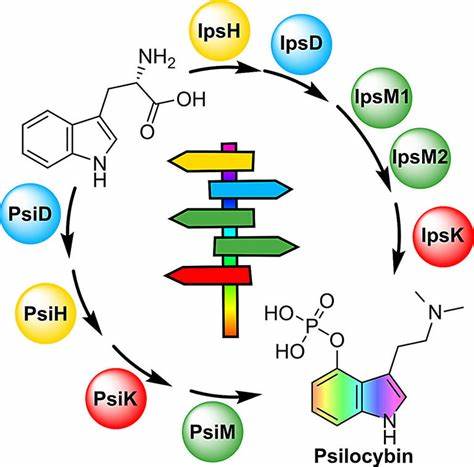 探索不同蘑菇如何通过各自独特的生化途径,合成相同的活性化合物,揭示自然界的精妙设计与生物多样性的奥秘。深入了解这些微观过程对医学和生物工程的潜在影响。
