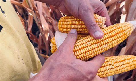 本文深入探讨了周四玉米市场价格的走弱原因,结合最新美国及巴西玉米出口数据、产量预测和市场动态,为读者提供详尽的行情分析和未来趋势判断,助力农业投资者和市场参与者做出更明智的决策。
