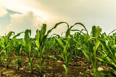 本文全面解析了近期玉米市场在经历隔夜疲软后的强势反弹,探讨了影响价格波动的关键因素,包括收割进度、作物状况、国际需求及市场预期,帮助读者深入理解当前玉米市场动态及未来趋势。
