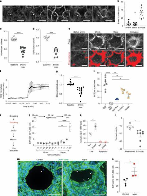 解读最新研究揭示拥挤环境下能量不足的上皮细胞如何通过ENaC介导的钠流入、膜去极化与电压门控离子通道激活而被选择性挤出,阐明这一过程在稳态更新、疾病与治疗中的潜在意义
