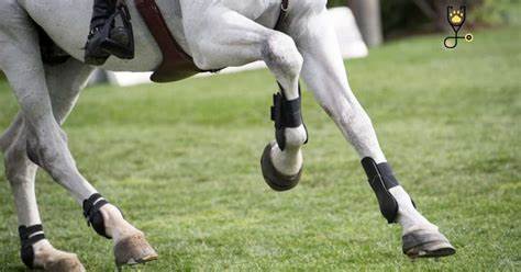 探讨马匹断腿的严重性,分析其康复难点与相关并发症,详解兽医技术在救治断腿马匹中的进展与局限,助您全面了解为何安乐死仍是常见选择。
