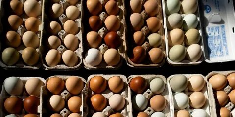 Cal‑Maine业绩显示特种鸡蛋和预制食品带动营收增长,消费者对无笼、放养和有机等可持续鸡蛋需求上升,对零售、供应链和投资者均具重要参考价值
