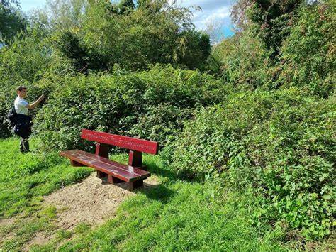 探讨基于卫星遥感数据训练的模型在地面植被识别中的表现,特别是对黑莓丛的监测能力,通过实地考察验证模型的准确性,并展望未来遥感技术与环境保护的结合潜力。
