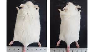 随着现代生活节奏的加快,内脏脂肪积聚和睡眠障碍已成为影响健康的重要问题。最新科学研究发现,一种合成分子不仅能够有效减少危害健康的内脏脂肪,还能显著改善睡眠质量,为广大人群的健康管理提供了全新思路和希望。本文深入探讨该合成分子的作用机制及其应用前景。
