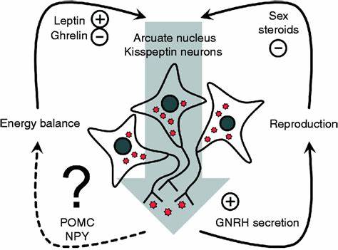 探讨能量稳态如何通过吻啮肽系统调节男性生殖功能以及运动在其中扮演的关键角色,分析其生理机制及实际应用,揭示现代生活方式对男性生殖健康的影响和调节策略。

