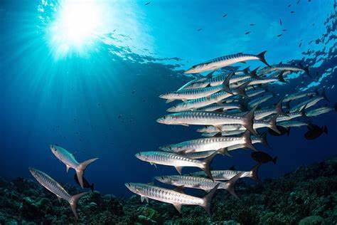 气候变化正加速鱼类资源向公海的迁移,影响全球渔业资源分布和海洋生态系统,给国家渔业管理和国际海洋治理带来新的挑战和机遇。本文深入探讨气候变化驱动鱼类迁移的原因、影响及应对策略。
