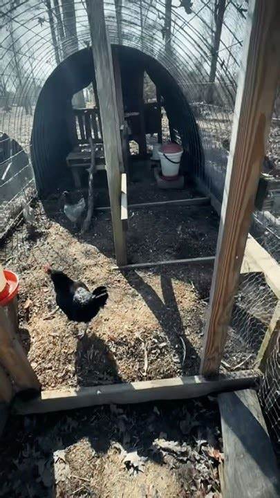 探秘关于鸡的鲜为人知的奇趣事实,揭示这类家禽的独特行为和生理特点,带你走进一个充满惊喜和科学奥秘的鸡的世界。深入了解鸡的智慧、社交方式和适应能力,发现它们远比我们想象的要复杂和迷人。
