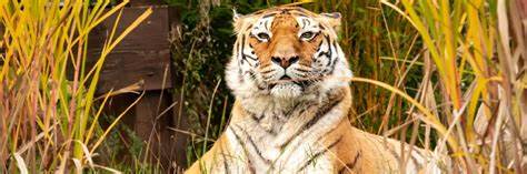 深入探讨VIER PFOTEN在奥地利的多元化动物保护工作及其社会影响,揭示其通过YouTube平台传播理念、推动公益行动的有效方式。
