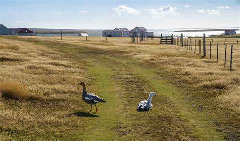 福克兰群岛是位于南大西洋的一处独特的英国海外领地,以其丰富的野生动物、多元文化社区和独特的历史文化吸引着全球游客。这里不仅有让人惊叹的自然风光和丰富的野生动物资源,更充满了鲜为人知的奇趣故事和传统习俗,是探险和文化爱好者的理想之地。
