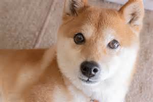 现在用1000美元买入狗狗币(Dogecoin)合适吗?全面风险与决策指南
