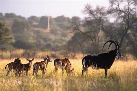 深入了解位于南非利姆波波省的The Ranch度假村及其1000公顷的野生保护区,探索丰富的野生动物资源和独特的自然景观,感受奢华住宿与生态旅游的完美结合。随着自然保护意识的提升,The Ranch度假村成为生态旅游的理想目的地,吸引全球游人探索非洲原始丛林的奇妙世界。
