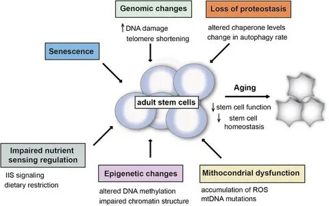 探索基因编辑与干细胞如何联手重塑衰老进程,剖析技术原理、临床前与临床进展、安全与伦理挑战,以及对医疗、社会与寿命观念的深远影响
